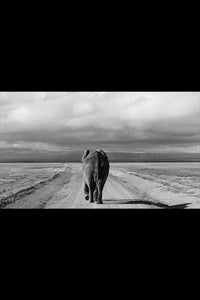 Back To Kenya by Gigi Stoll Black and White 