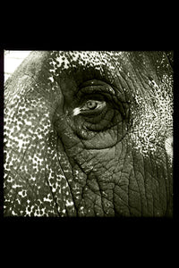 Temple Elephant Eye by Gigi Stoll Black and White 